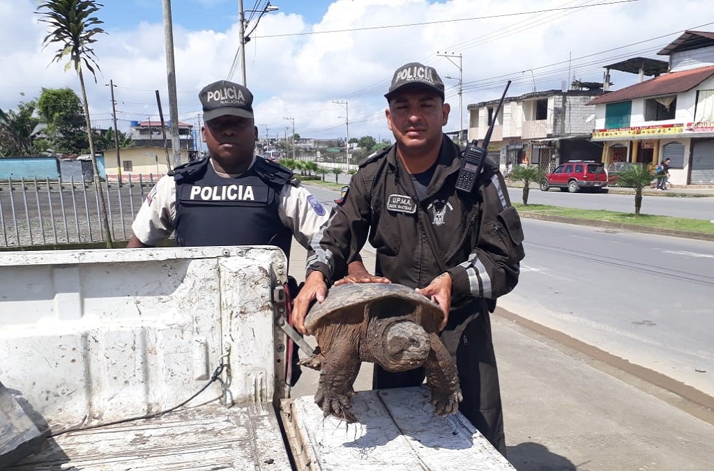 Operation Thunderball saw the interception of nearly 10,000 turtles and tortoises globally, including this Snapping Turtle (Chelydra serpentina) intercepted by Ecuador's Environmental Police during special checkpoint inspections in Santo Domingo de los Tsachilas.