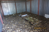 As part of Operation Thunderball in Russia, authorities seized 4,100 Horfield's tortoises (Agrionemys horsfieldii) in a container in transit from Kazakhstan